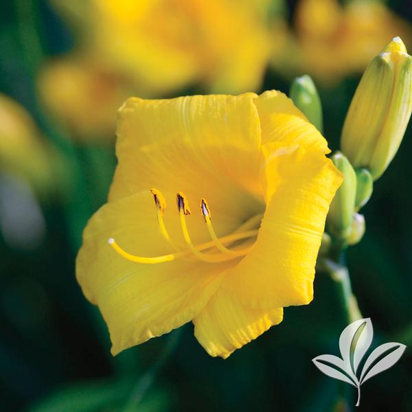 Yellow Lollipop Daylilly