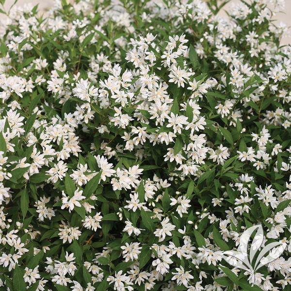 Yuki Snowflake® Deutzia