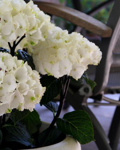 Zebra Hydrangea