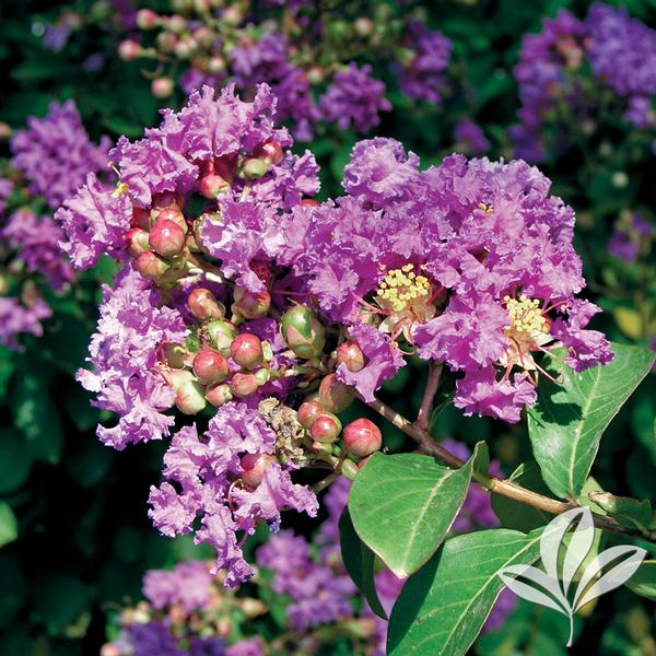 Zuni Crapemyrtle