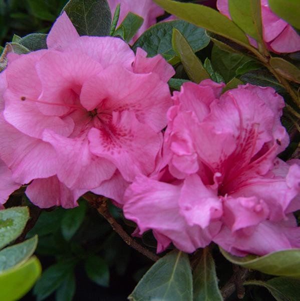 Ever After™ Pink Azalea
