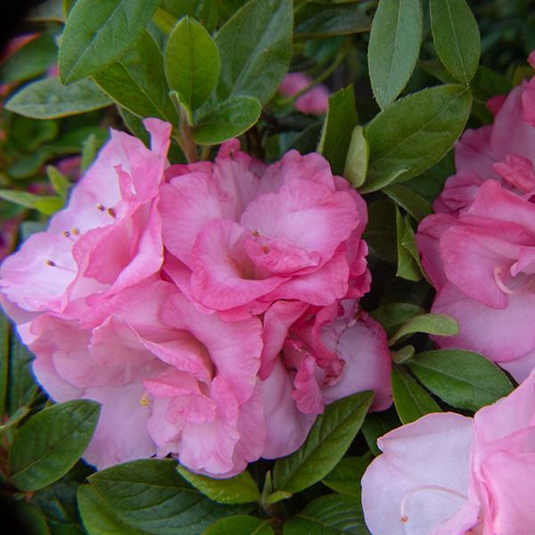 Ever After™ Blush Azalea