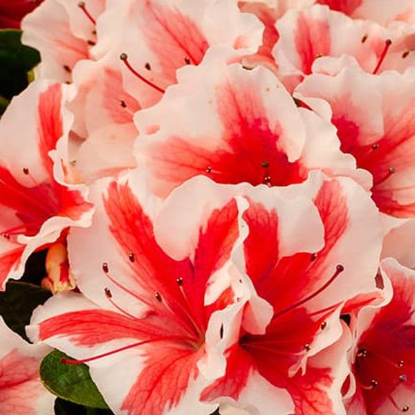 Autumn Starburst® Encore® Azalea
