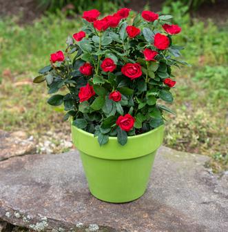 Petite Knock Out® Rose